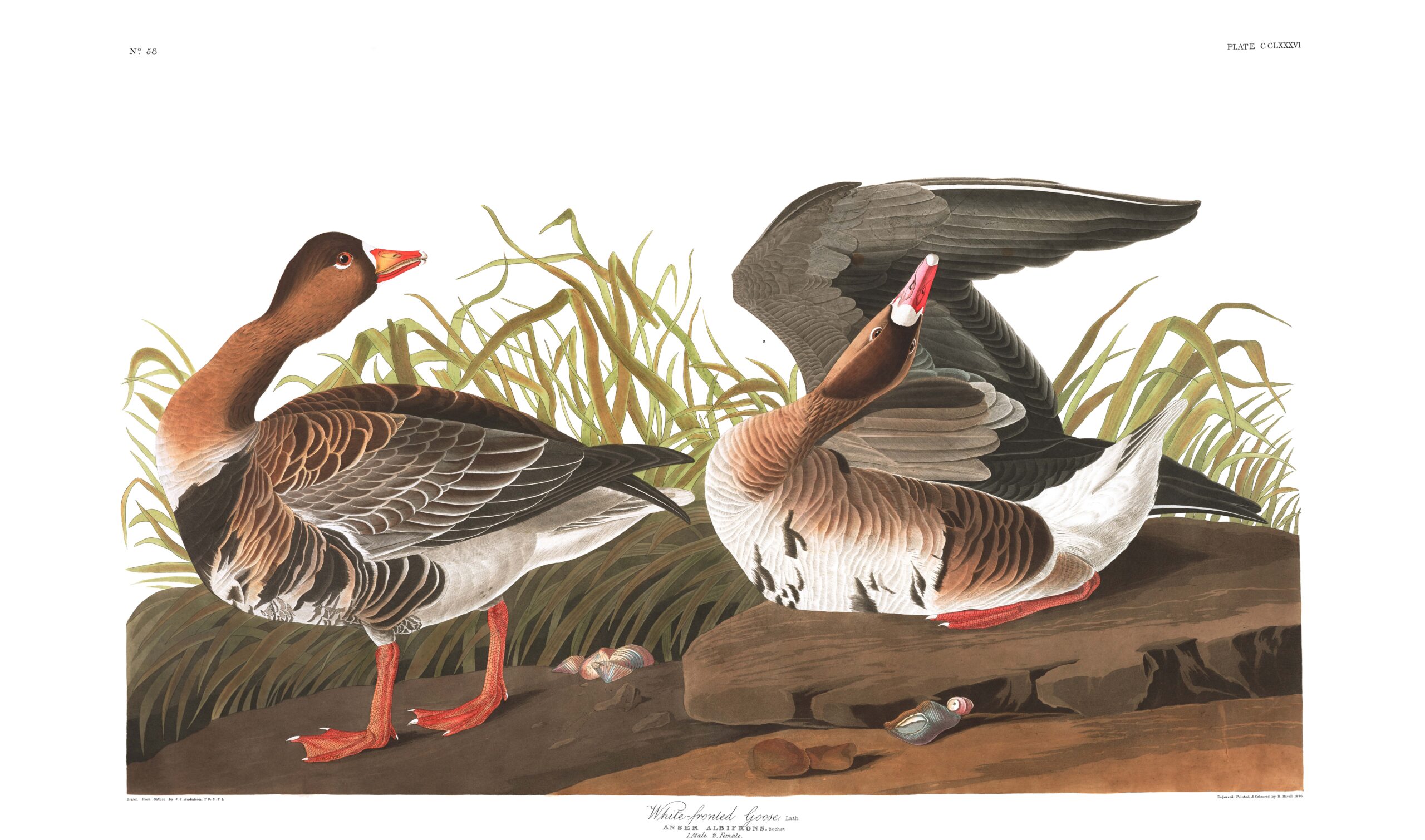 James Audubon, White Fronted Goose